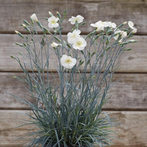 Dianthus X American Pie Key Lime Pie Pinks SiteOne