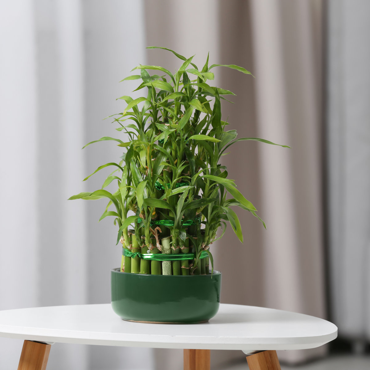 Dracaena Sanderiana Lucky Bamboo | SiteOne