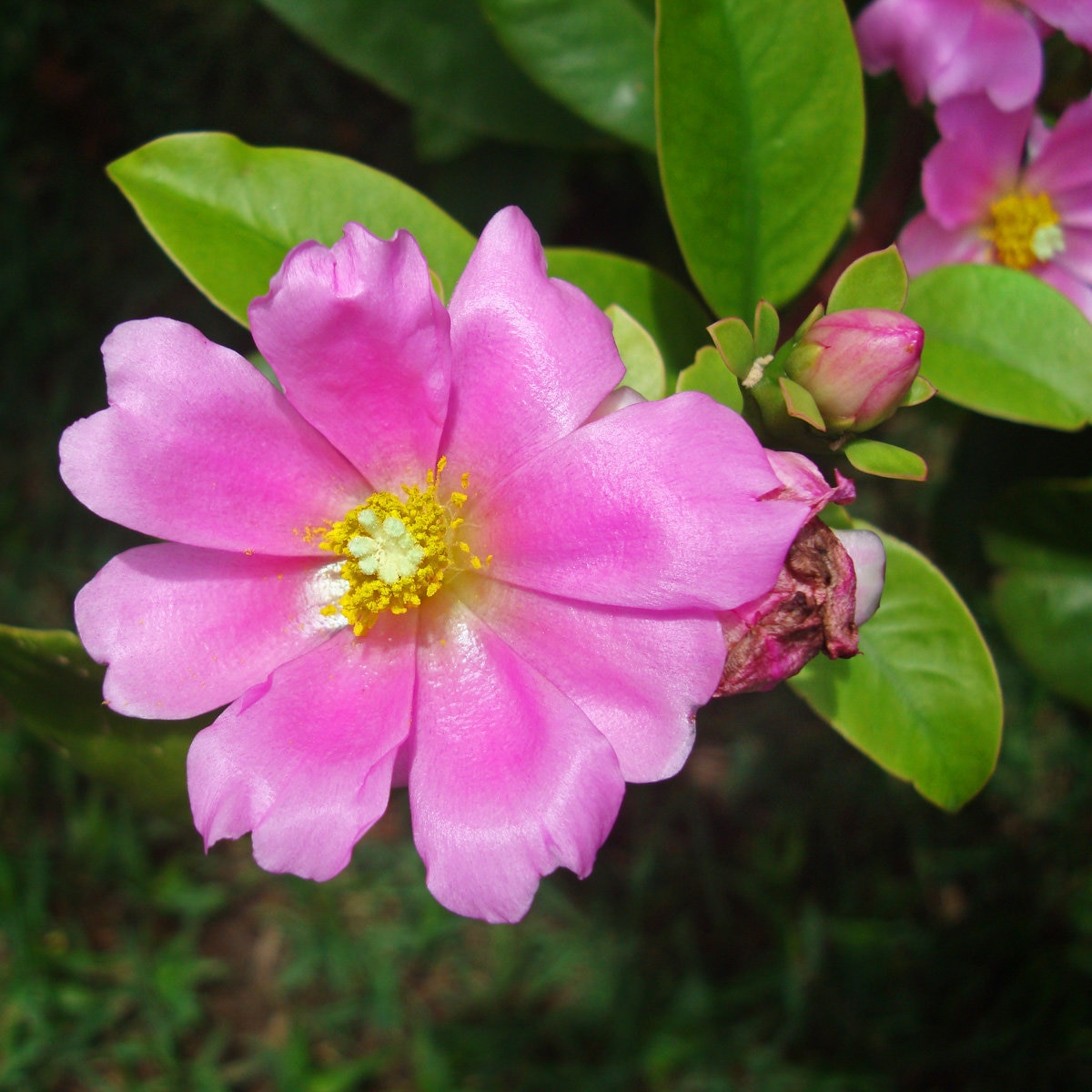 Pereskia Grandifolia var. Violacea Rose Cactus | SiteOne