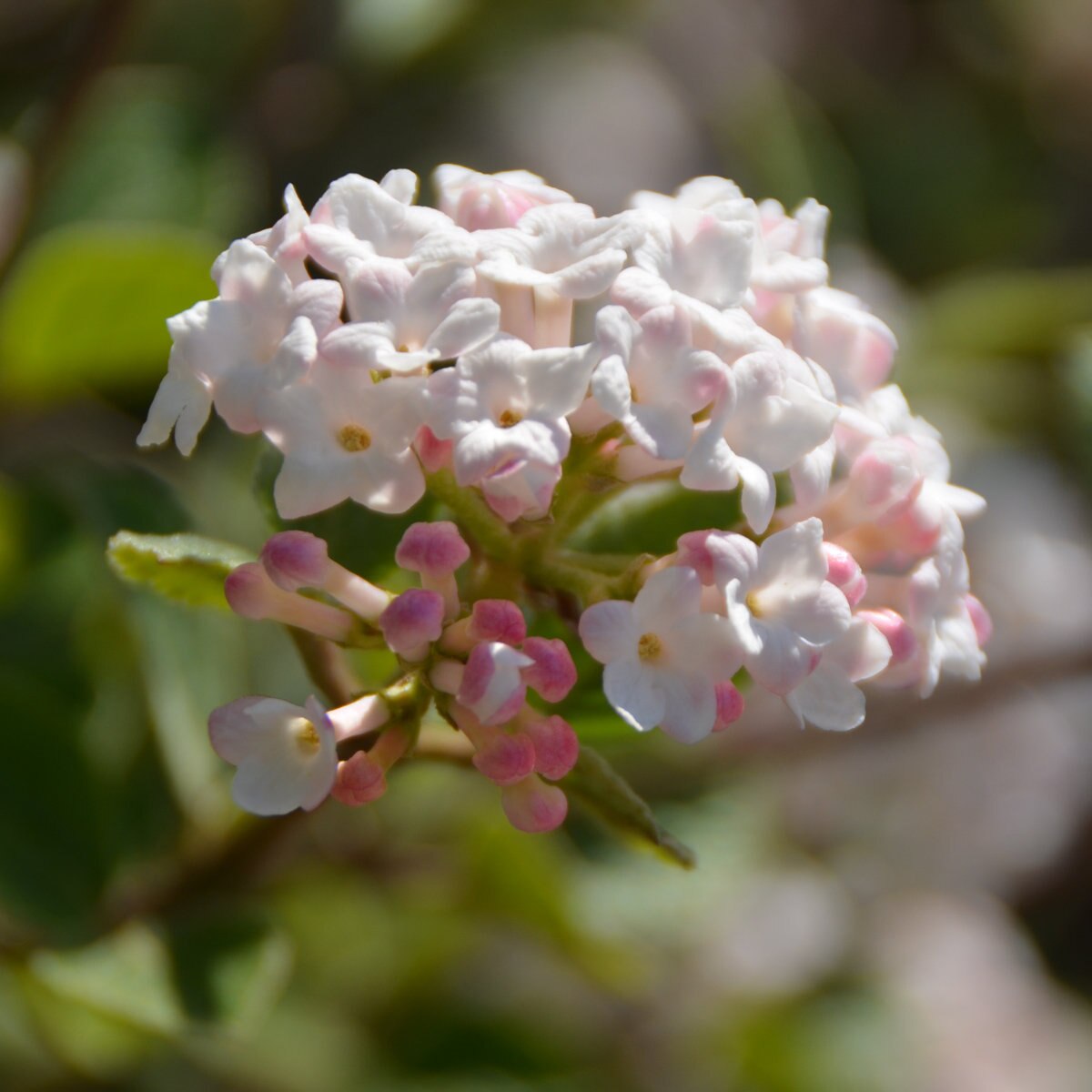 Viburnum Carlesii Sugar N Spice Koreanspice Viburnum SiteOne