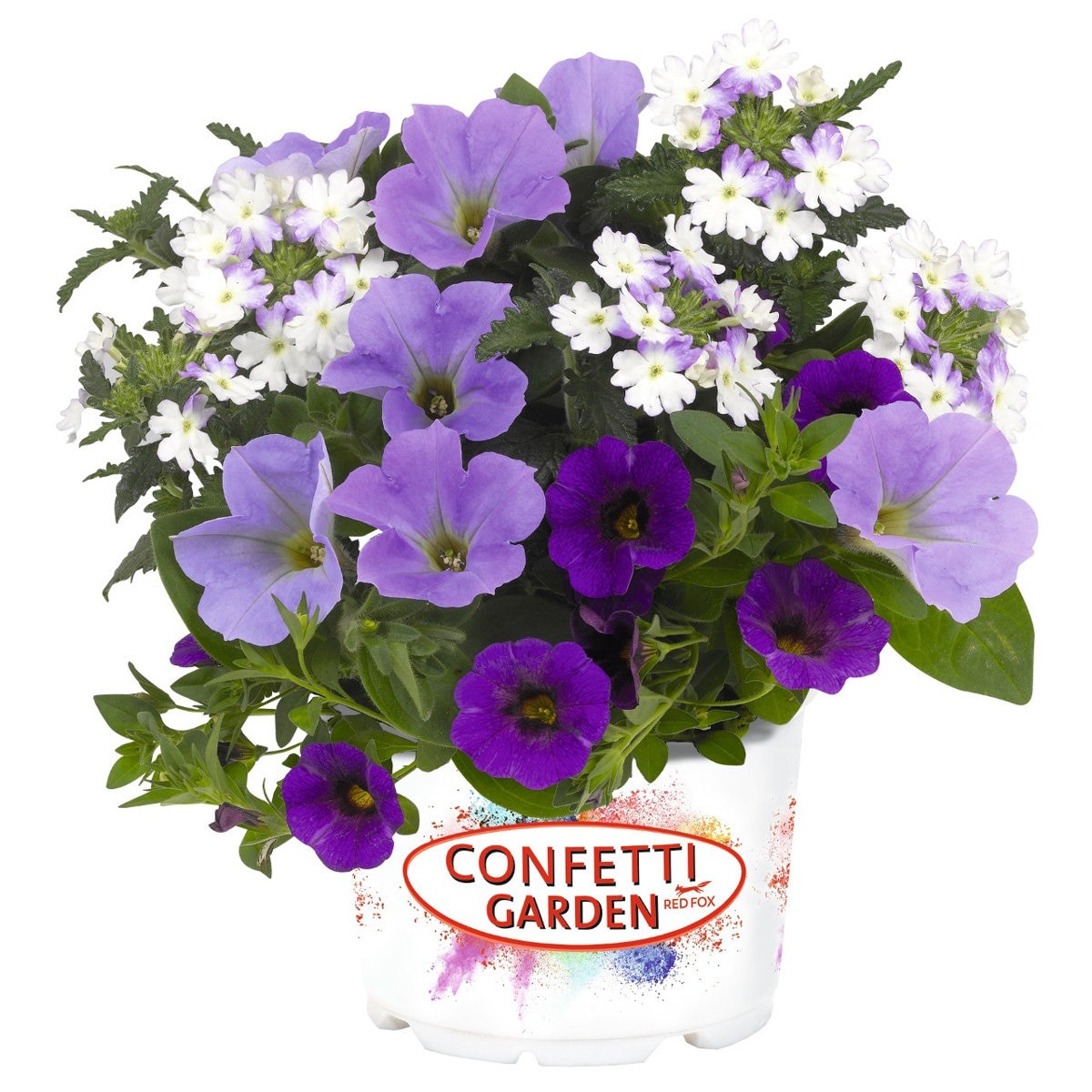 'Confetti Garden Shocking Blue' Annual Flower Combinati SiteOne