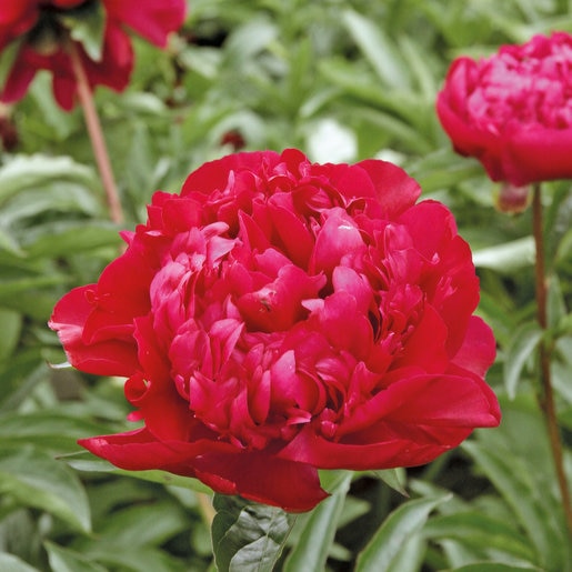 Paeonia Lactiflora Big Ben Peony | SiteOne