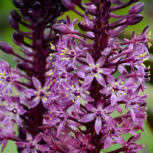 X African Night Pineapple Lily SiteOne