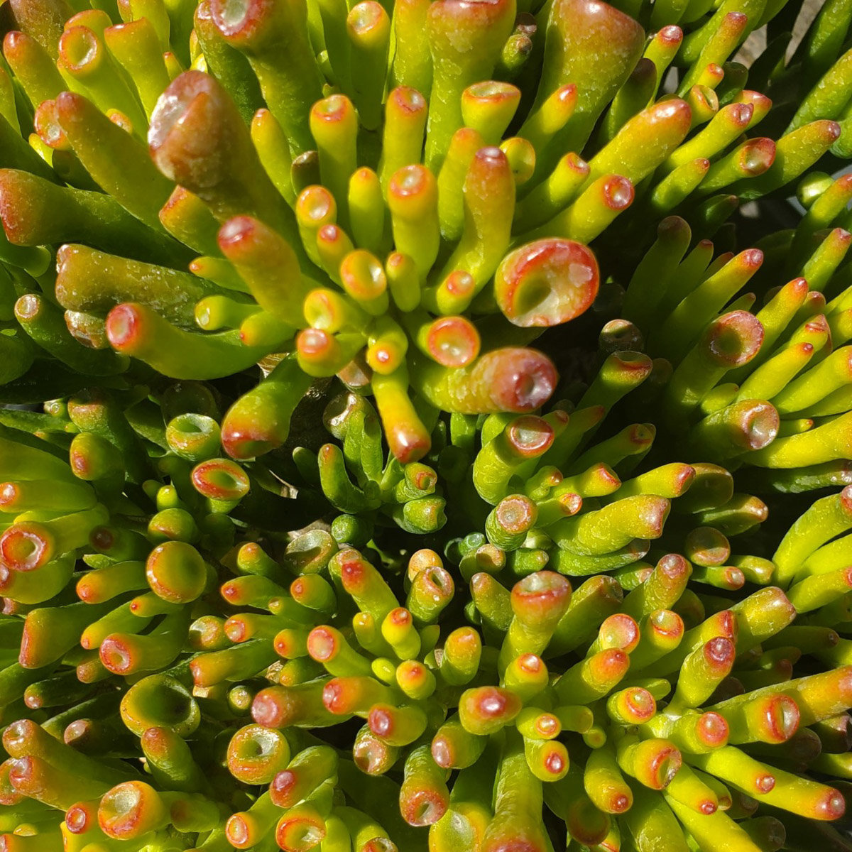 Crassula Ovata Gollum Jade Plant SiteOne
