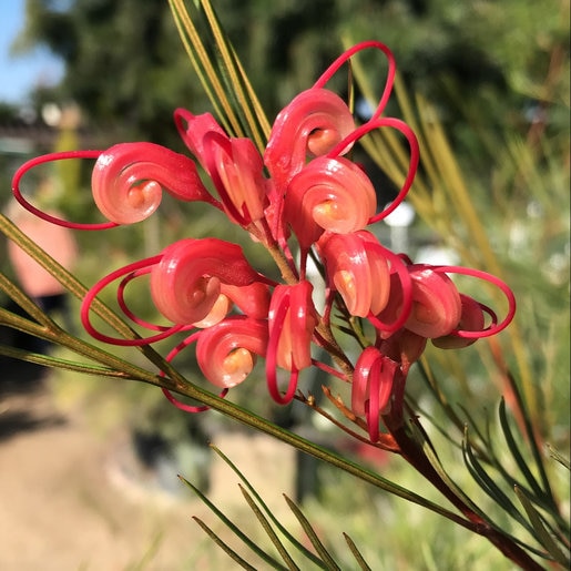 Grevillea Long John Silky Oak SiteOne