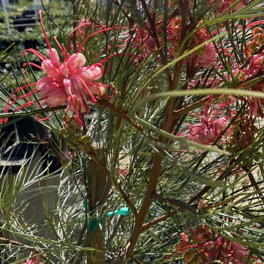 Grevillea Long John Silky Oak SiteOne
