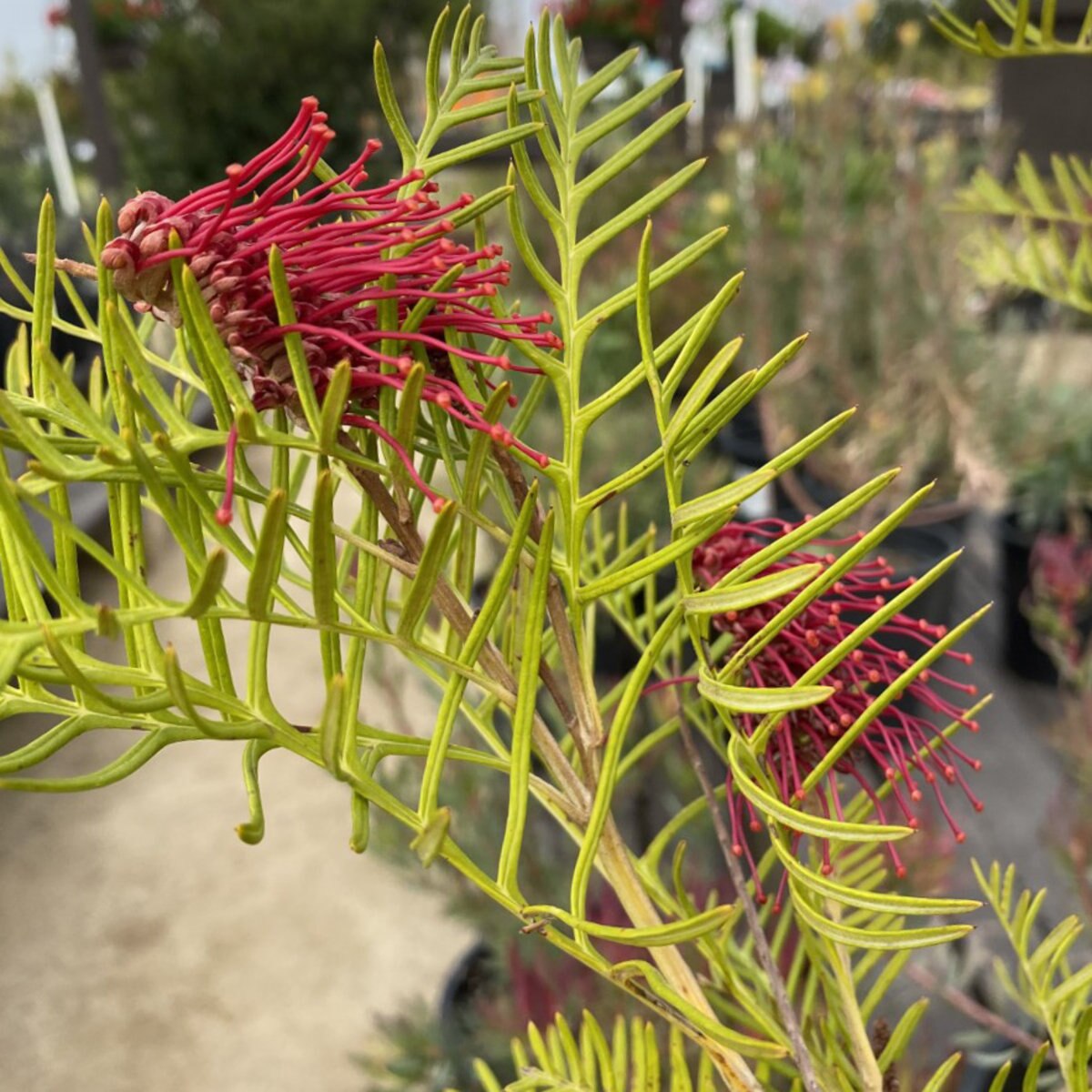 Grevillea X Red Hooks Silky Oak SiteOne
