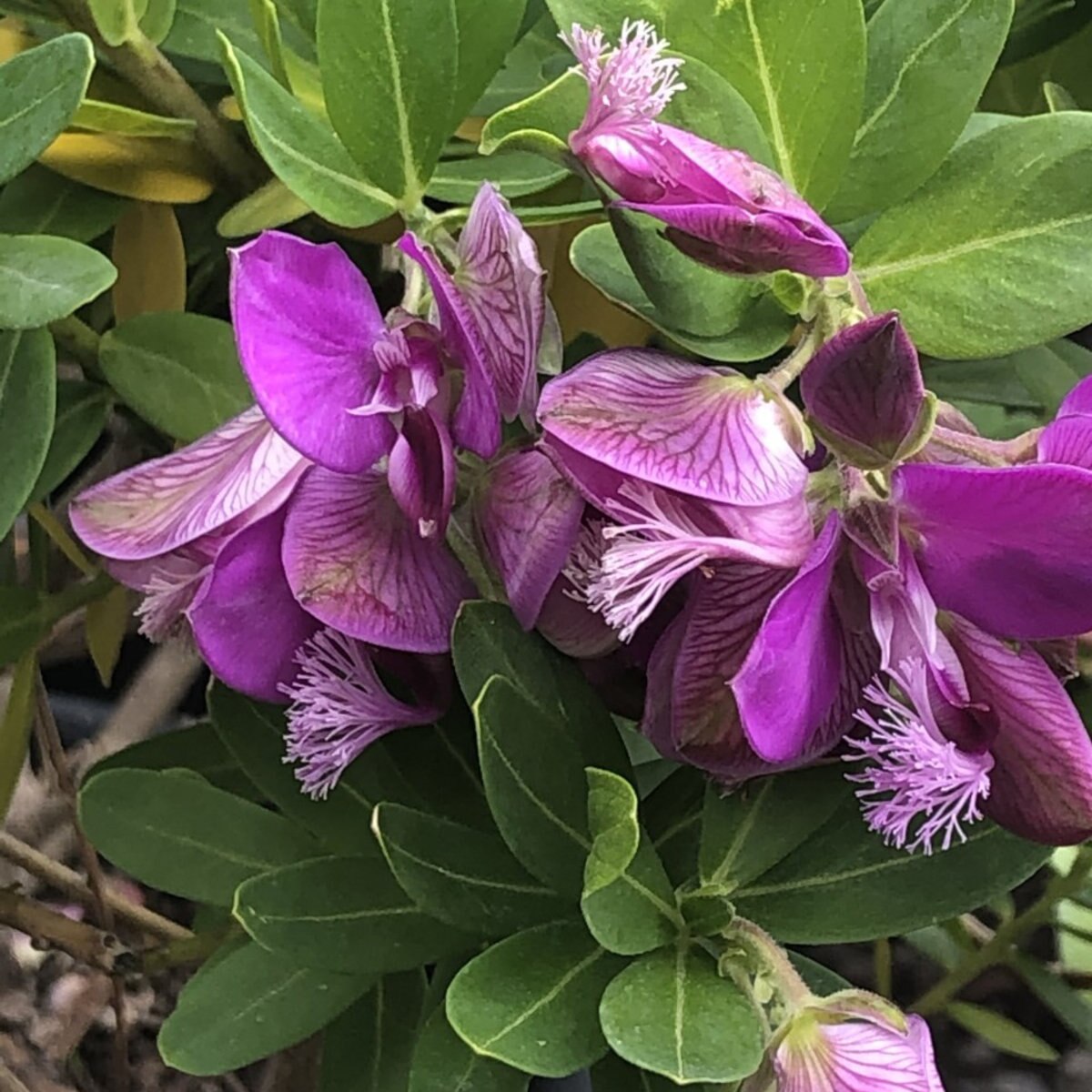 Polygala Myrtifolia Grandiflora Sweet Pea Bush SiteOne