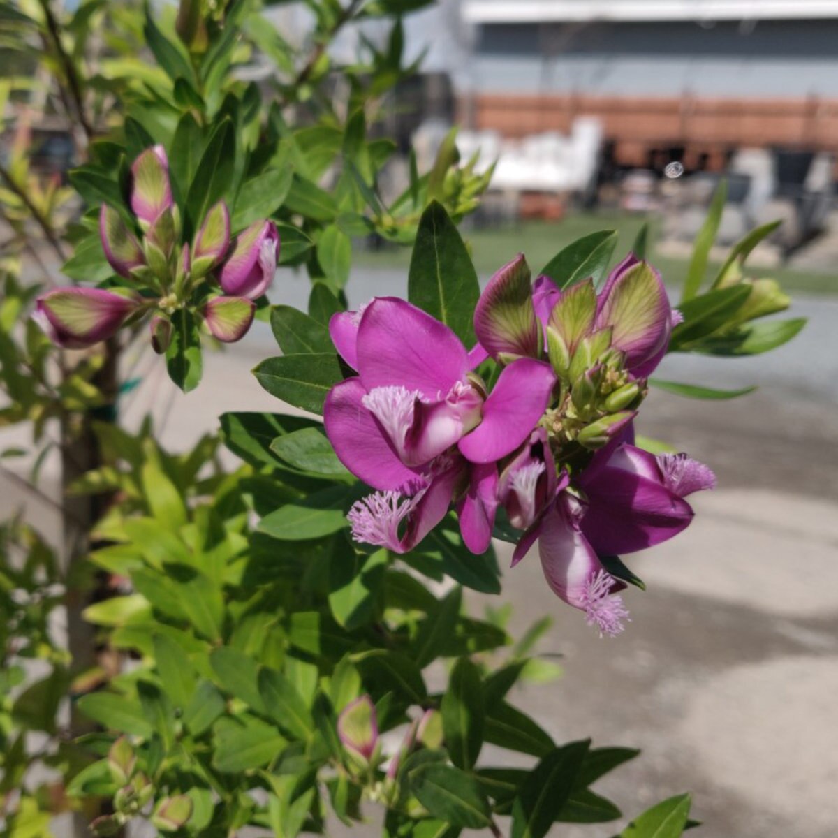 Polygala Myrtifolia Sweet Pea Bush SiteOne