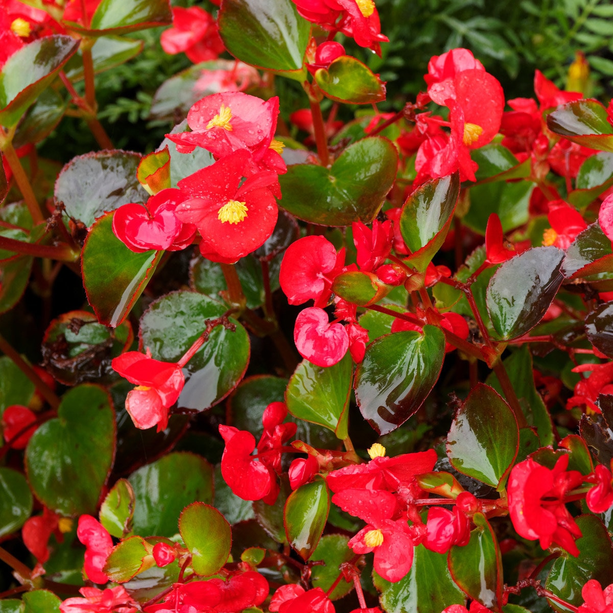 Olympia red lion christmas tree