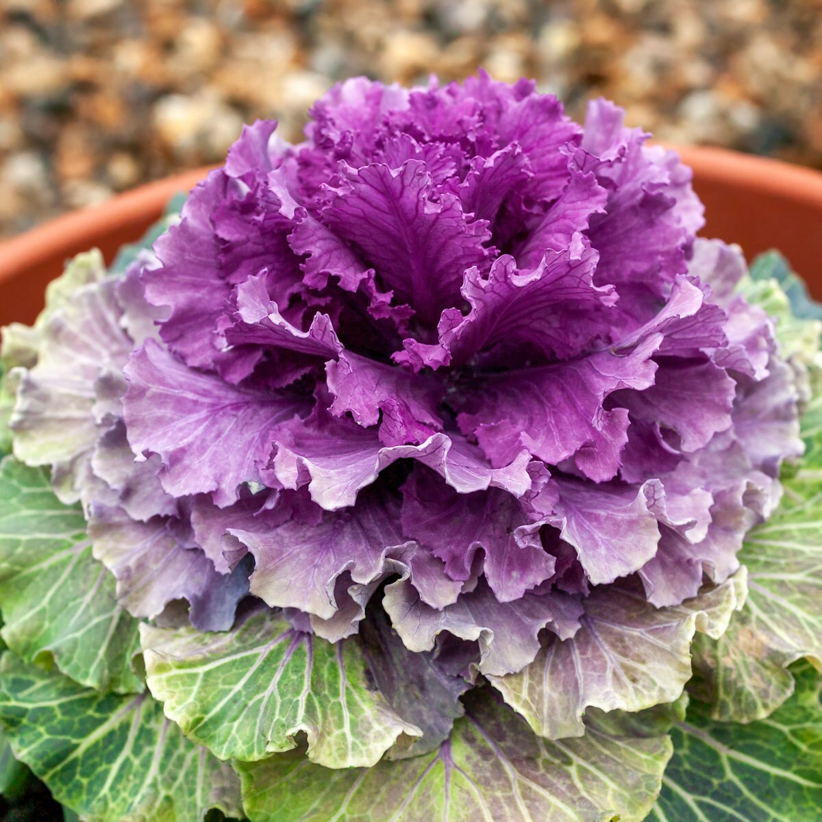 Brassica Oleracea Pigeon Purple Ornamental Kale | SiteOne