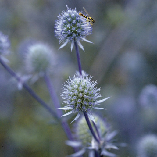 Eryngium Planum Blue Glitter Sea Holly SiteOne