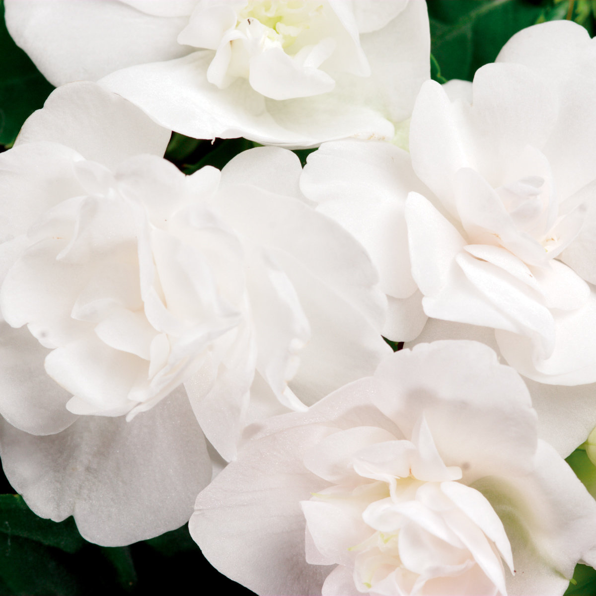 Impatiens Walleriana Double White Impatiens | SiteOne