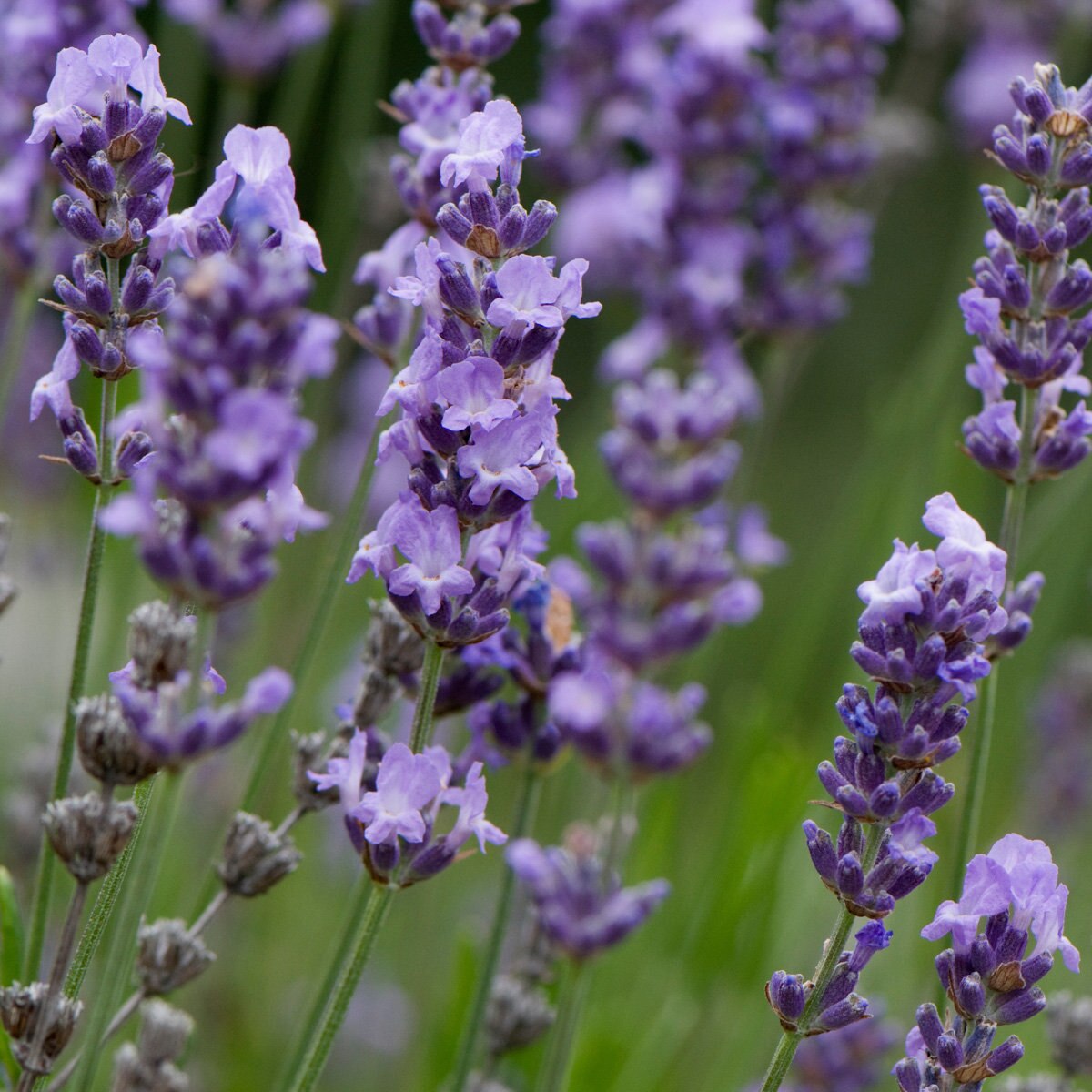 Lavandula Angustifolia Vera English Lavender SiteOne
