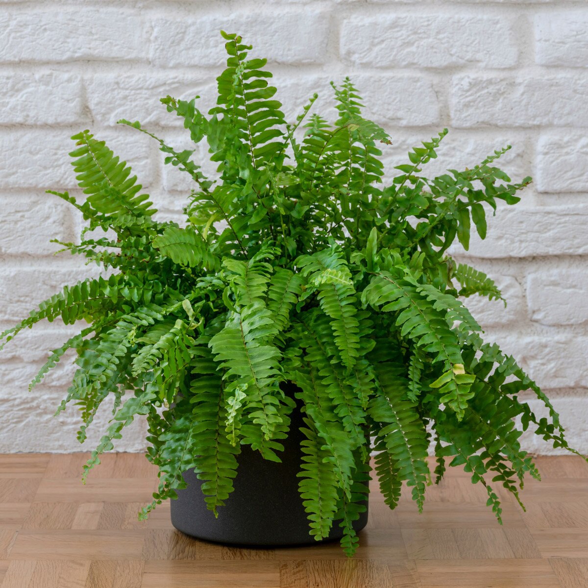 Nephrolepis Exaltata Bostoniensis Boston Fern SiteOne