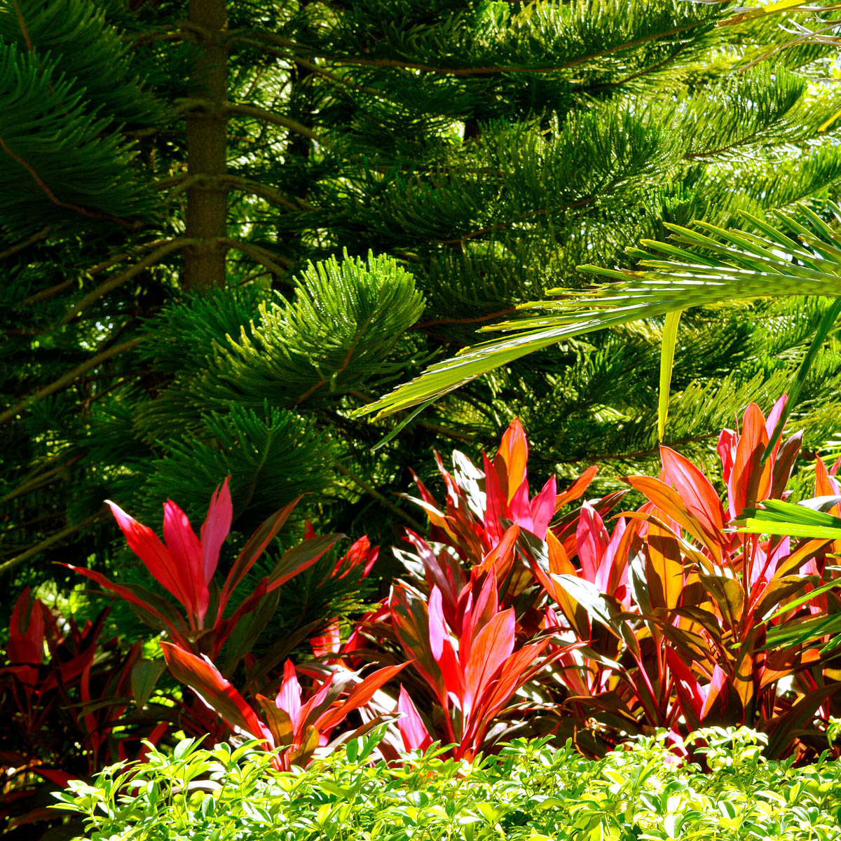 Cordyline Fruticosa Florida Red Ti Plant | SiteOne