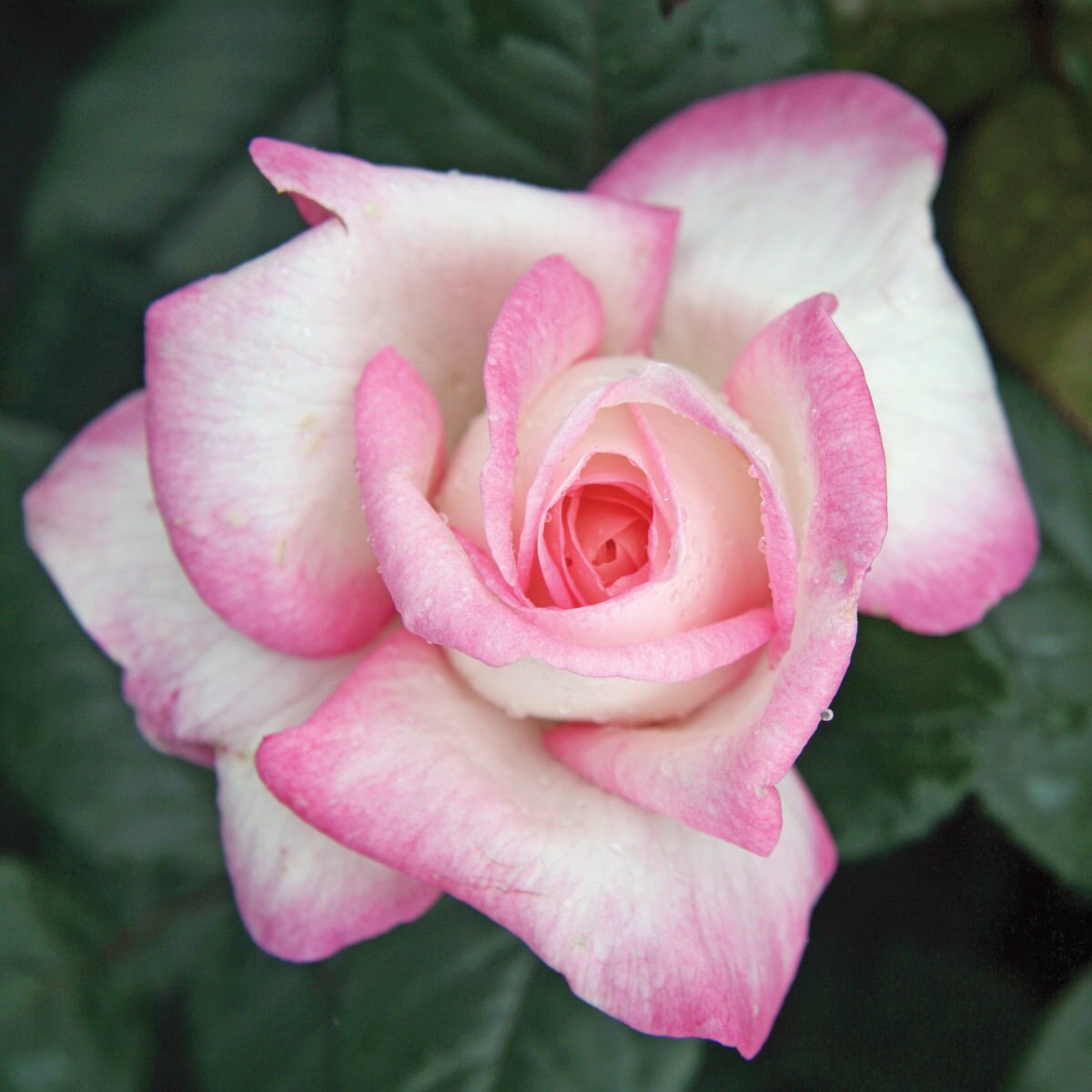Rosa X Best Kept Secret Hybrid Tea Rose | SiteOne