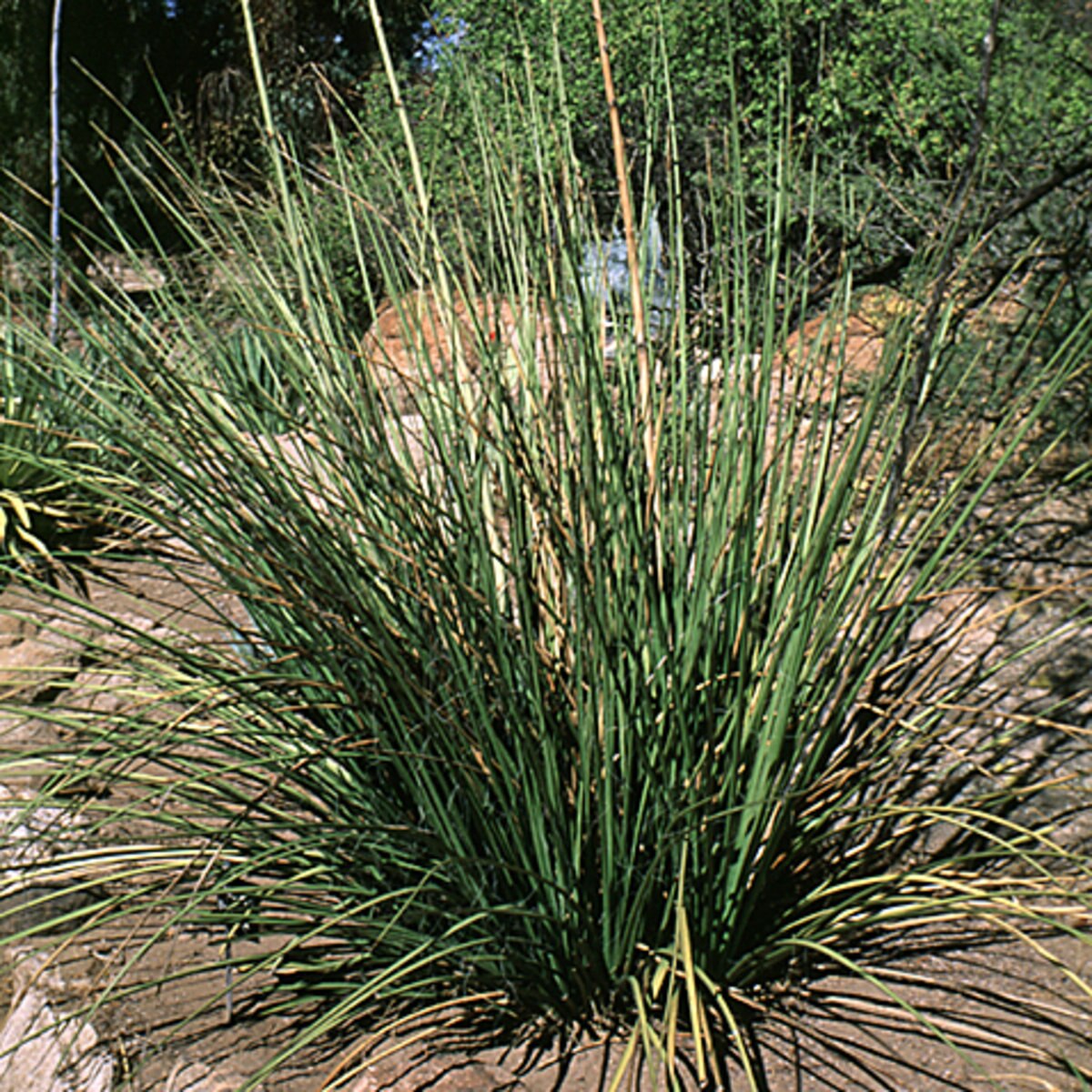 Hesperaloe Nocturna NightBlooming Yucca SiteOne