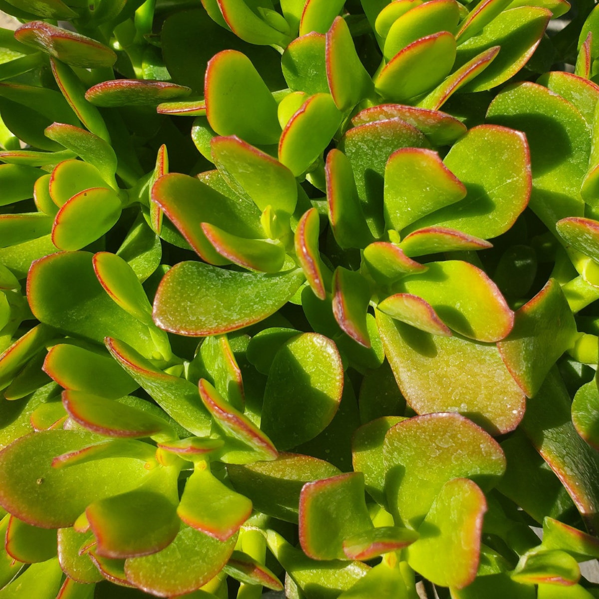 Crassula Ovata Pink Beauty Jade Plant | SiteOne