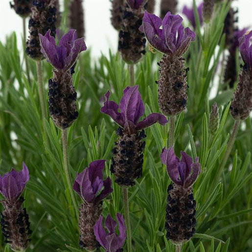 Lavandula Stoechas Anouk Twilight Spanish Lavender SiteOne