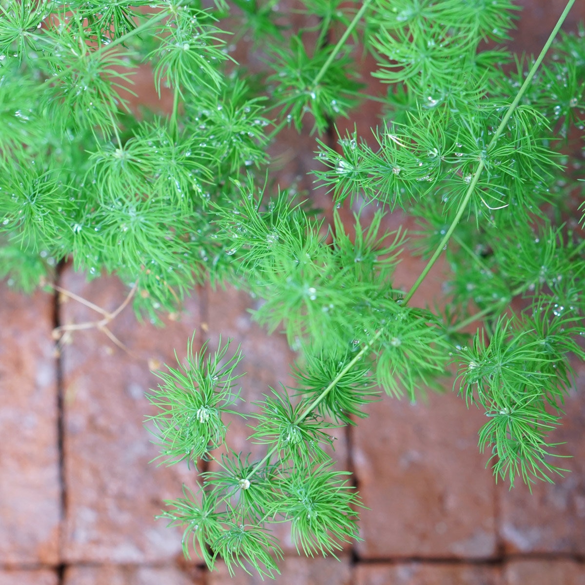 Asparagus Myriocladus Ming Fern | SiteOne