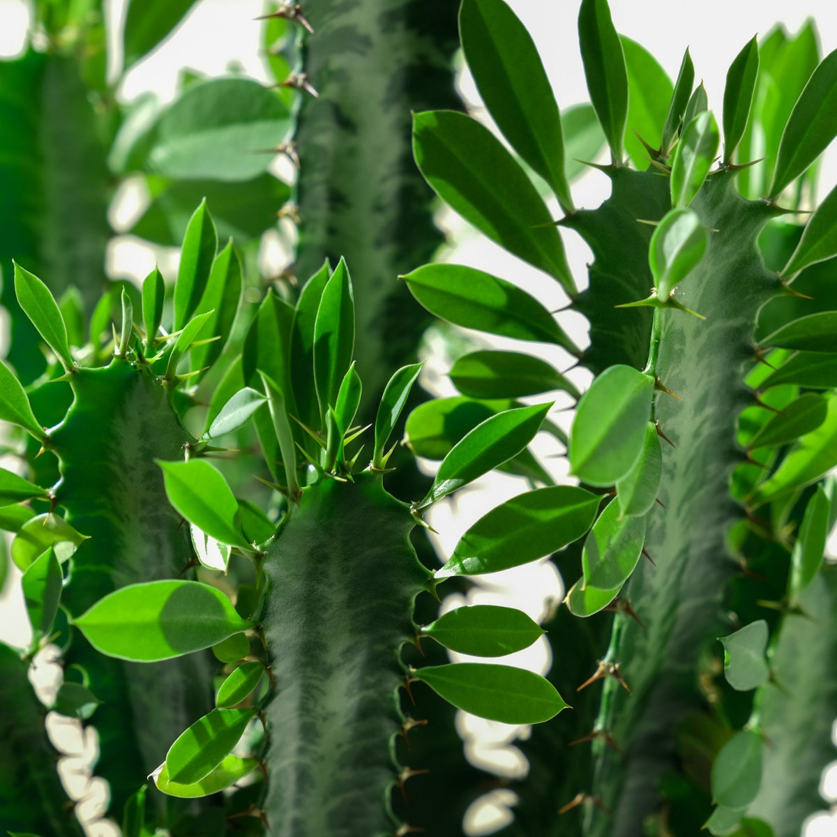 Euphorbia Trigona African Milk Tree | SiteOne