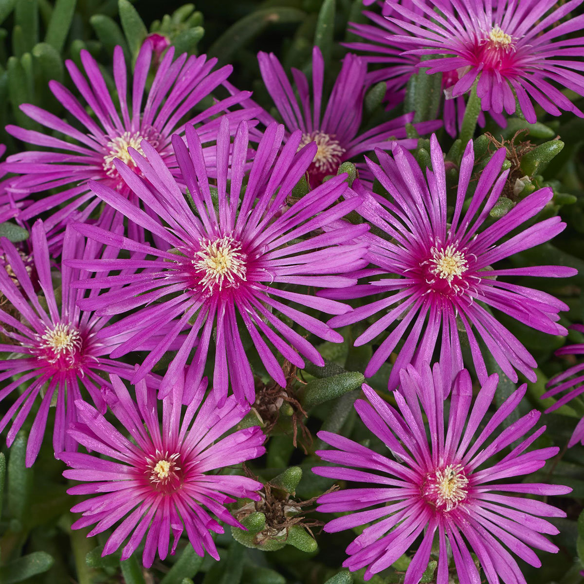 Delosperma Cooperi Early Bird Purple Ice Plant | SiteOne