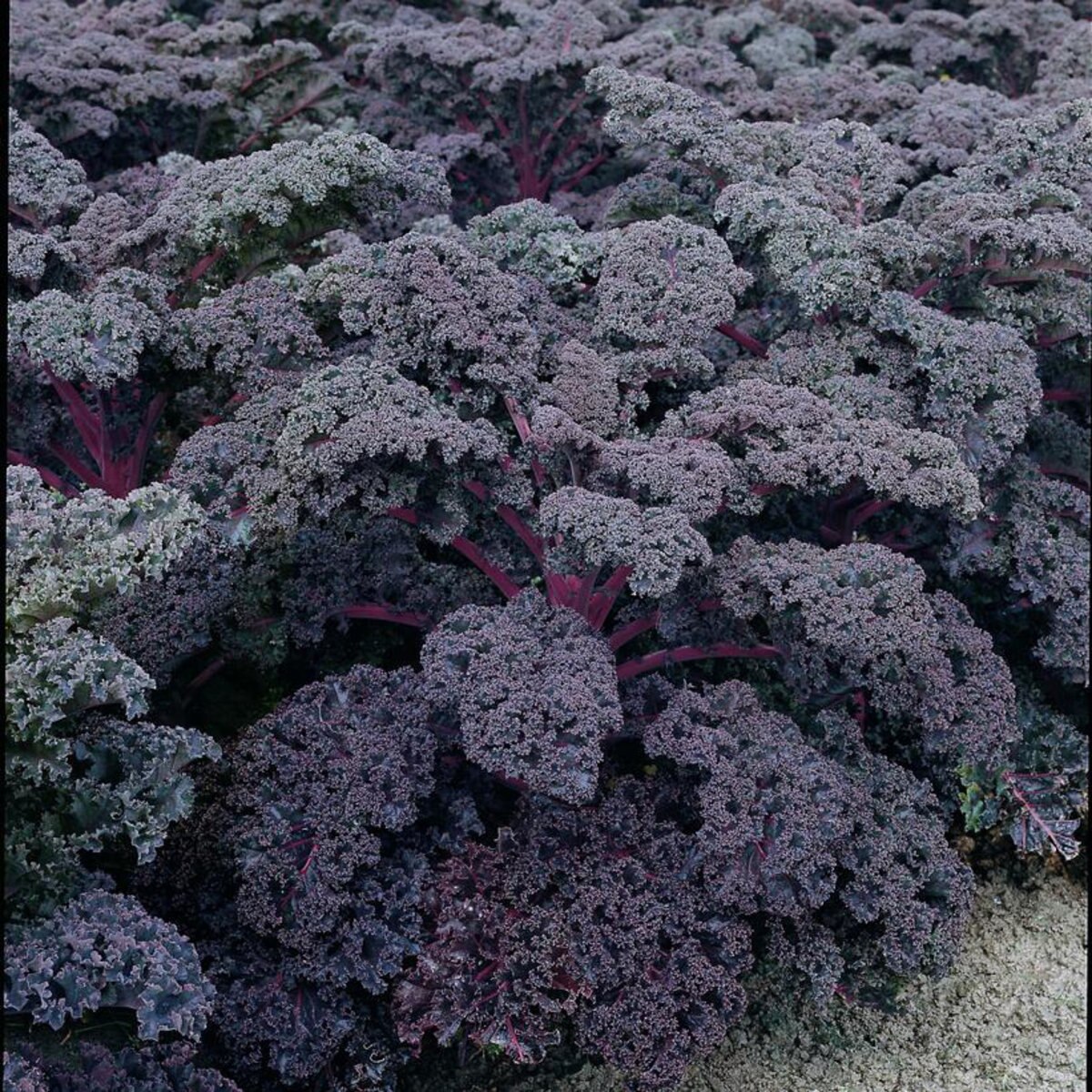 Brassica Oleracea var. Acephala Redbor Ornamental Kale SiteOne