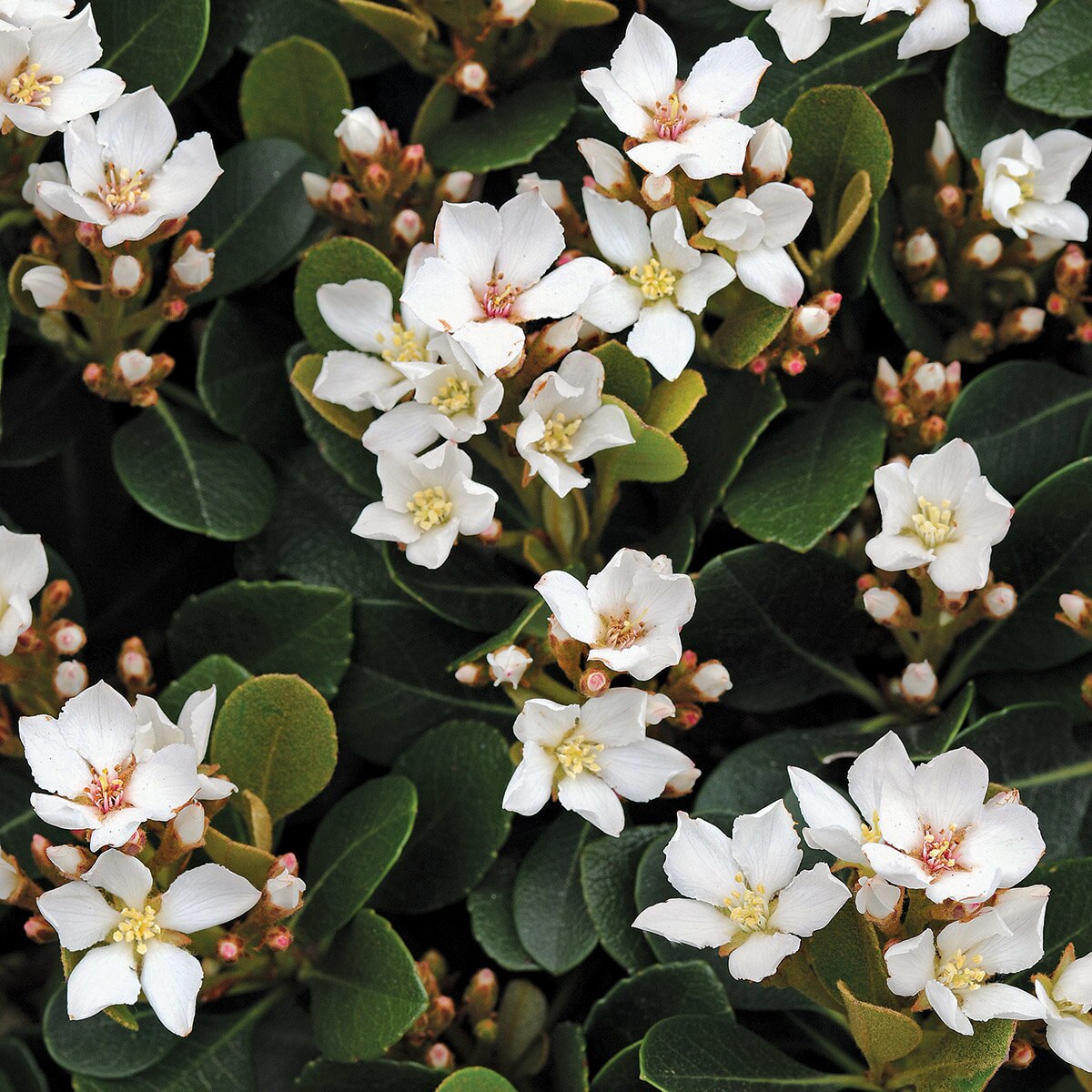 Rhaphiolepis Indica Oriental Pearl Indian Hawthorn | SiteOne