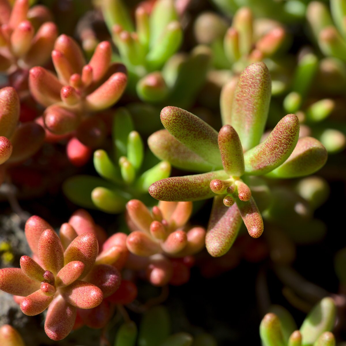 Sedum Album Coral Carpet White Stonecrop | SiteOne