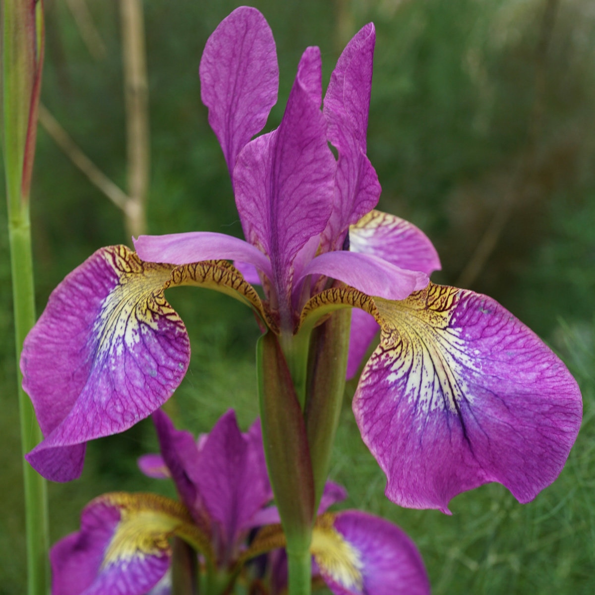 Iris Sibirica Sparkling Rose Siberian Iris | SiteOne