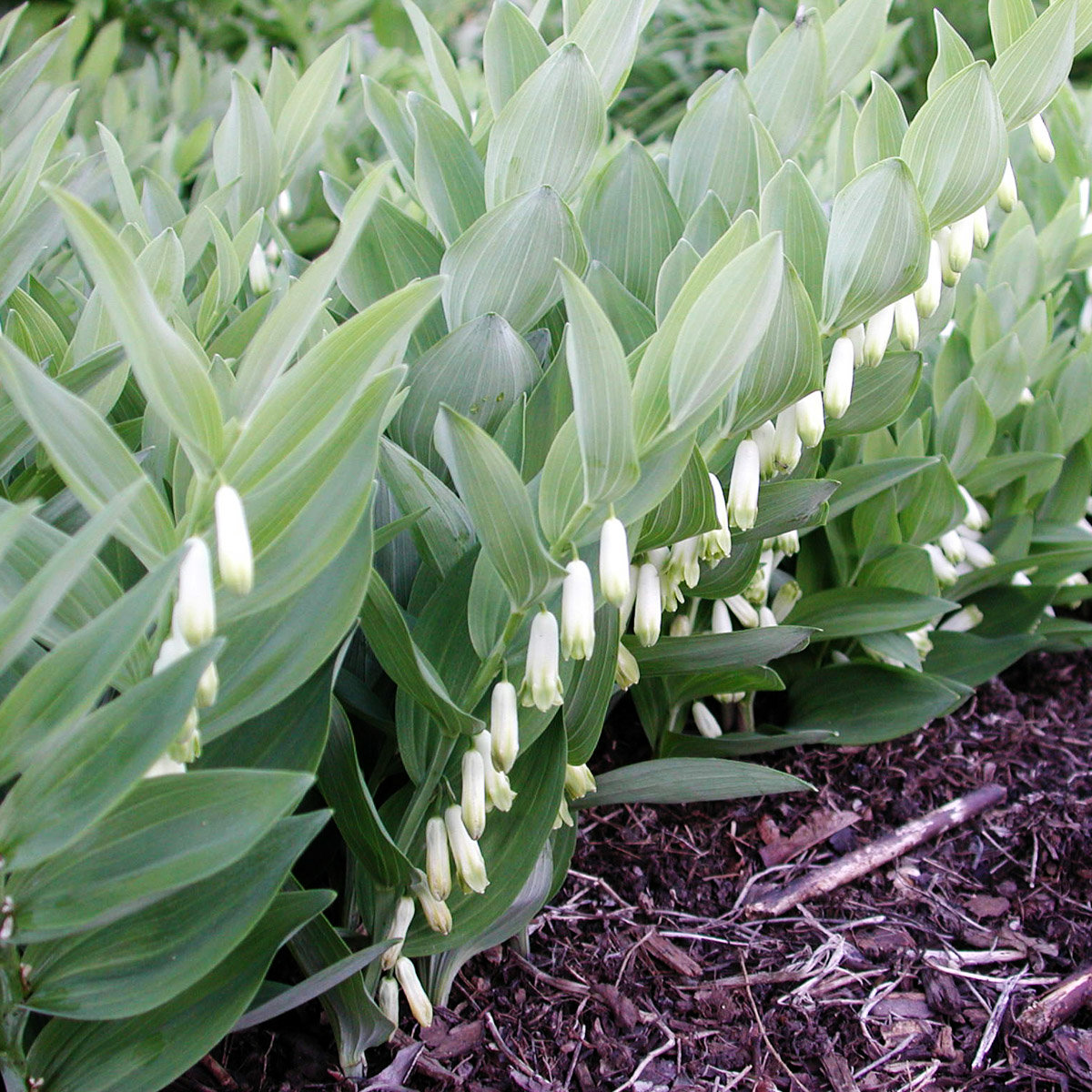 Polygonatum X Biflorum Prince Charming Dwarf Solomons S | SiteOne