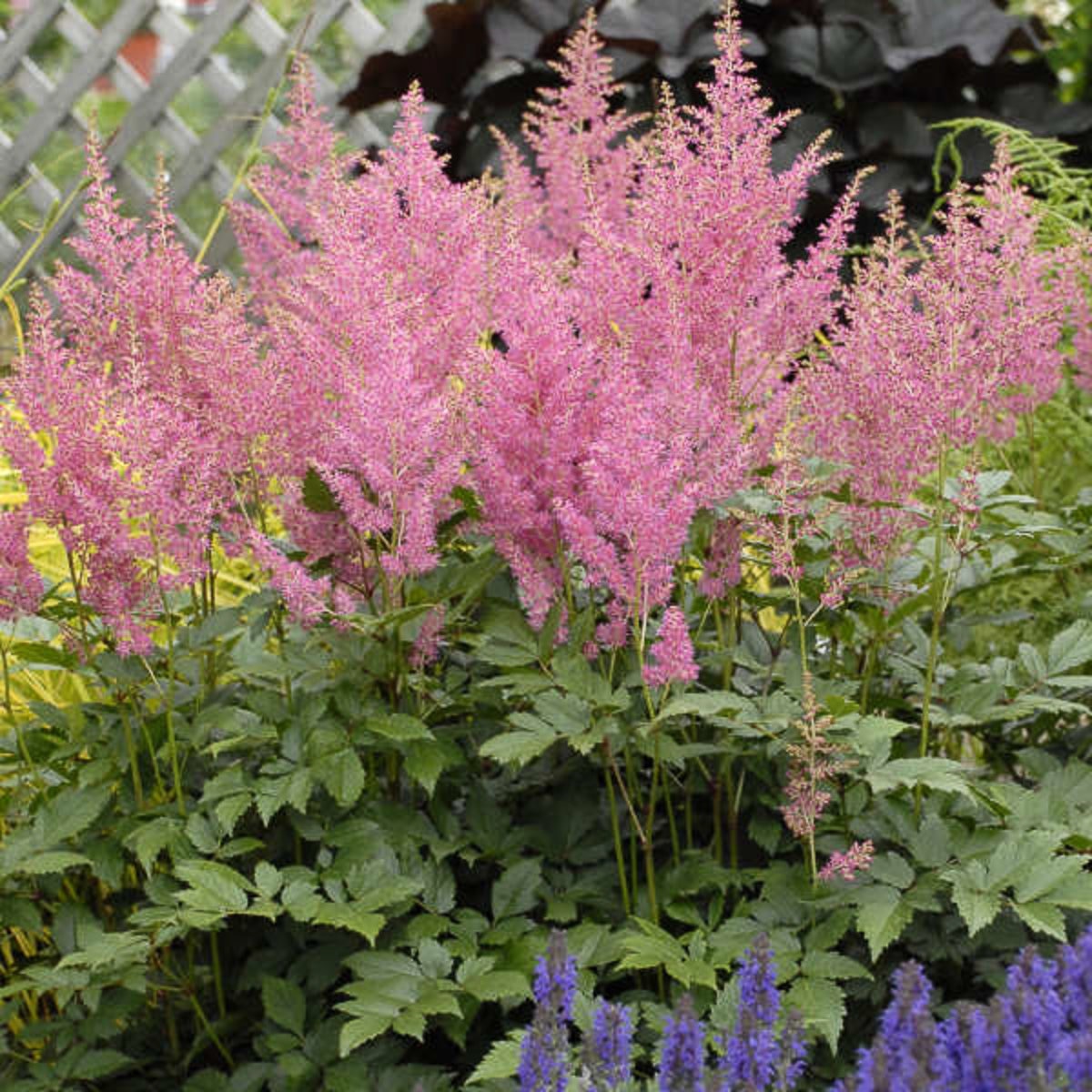 Astilbe X Arendsii Rheinland Astilbe | SiteOne