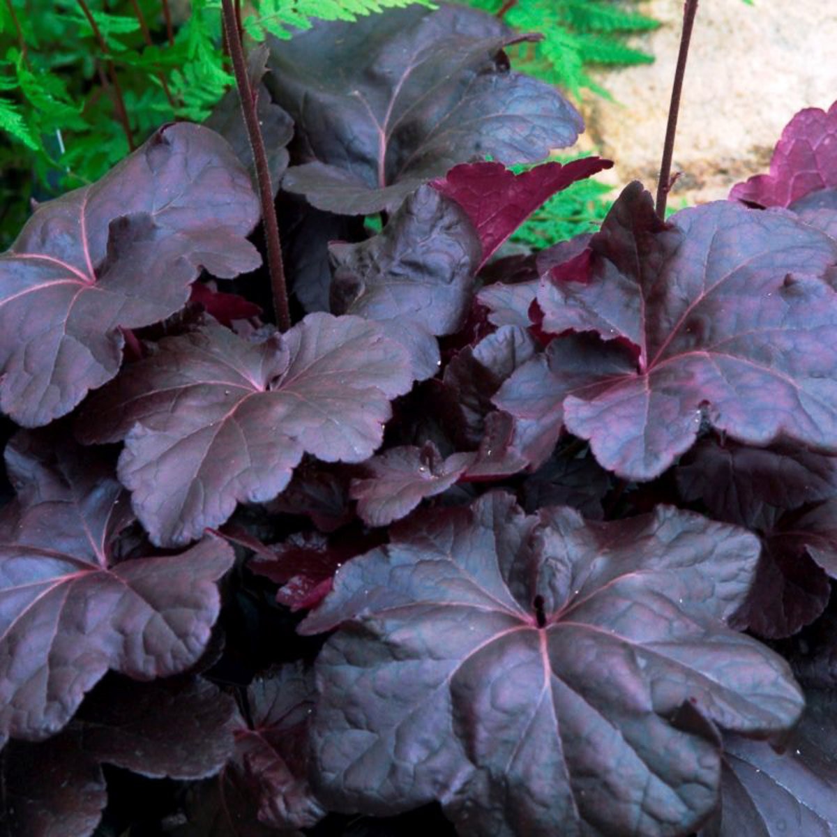 Coral Bells Obsidian