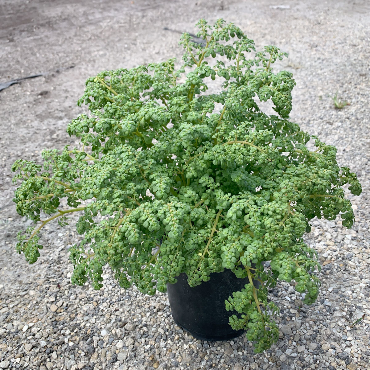Pilea Microphylla Artillery Plant | SiteOne