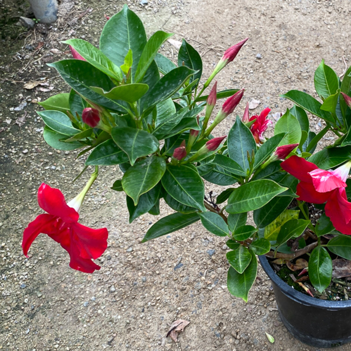 Mandevilla X Bella Scarlet Mandevilla SiteOne