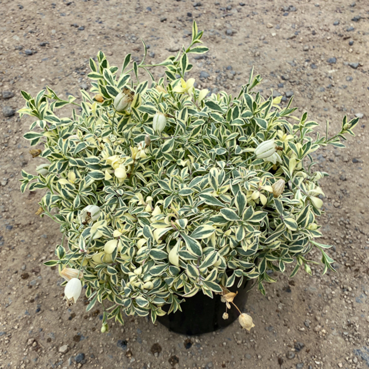 Silene Uniflora Druetts Variegated Sea Campion | SiteOne