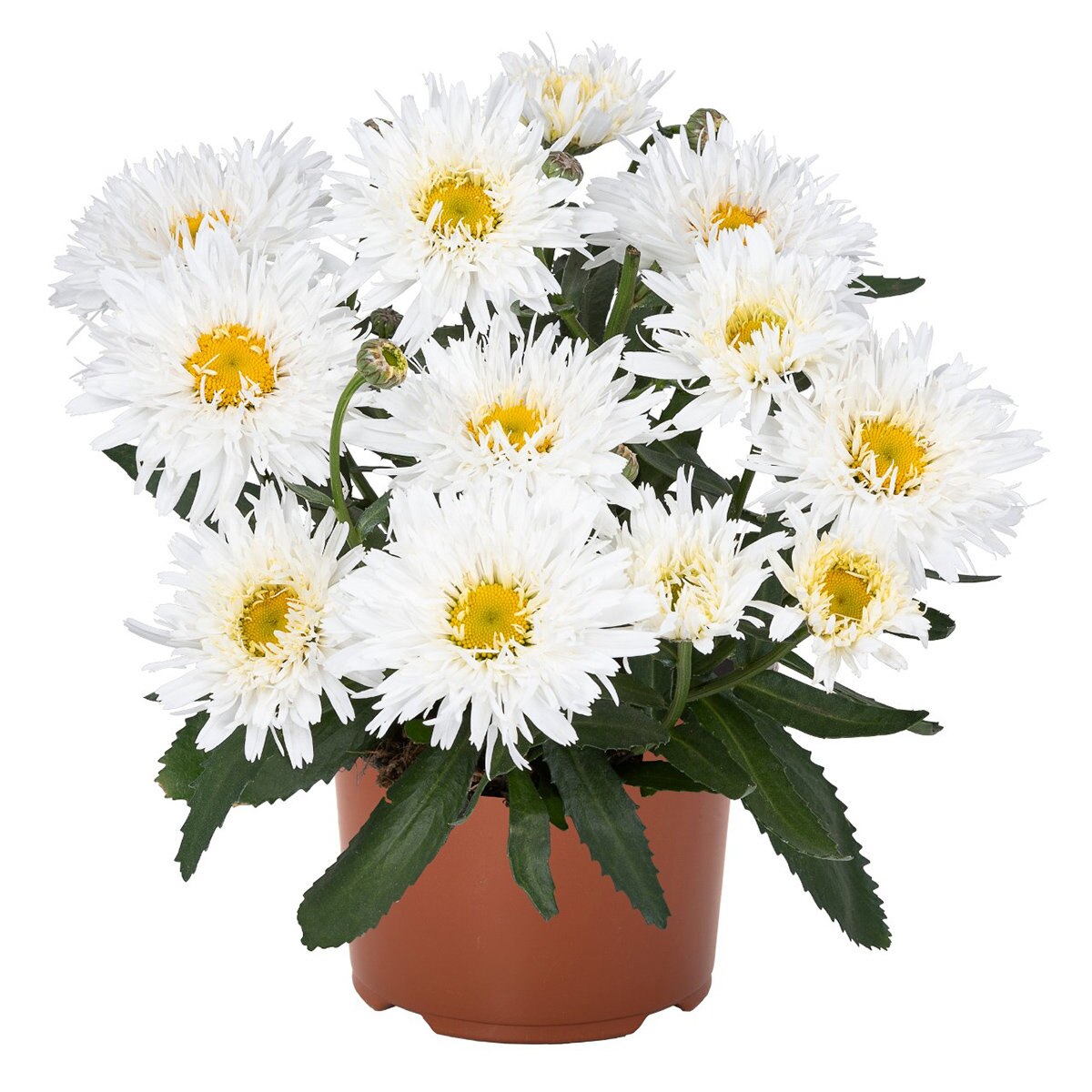 Leucanthemum X Sweet Daisy Rebecca Shasta Daisy SiteOne