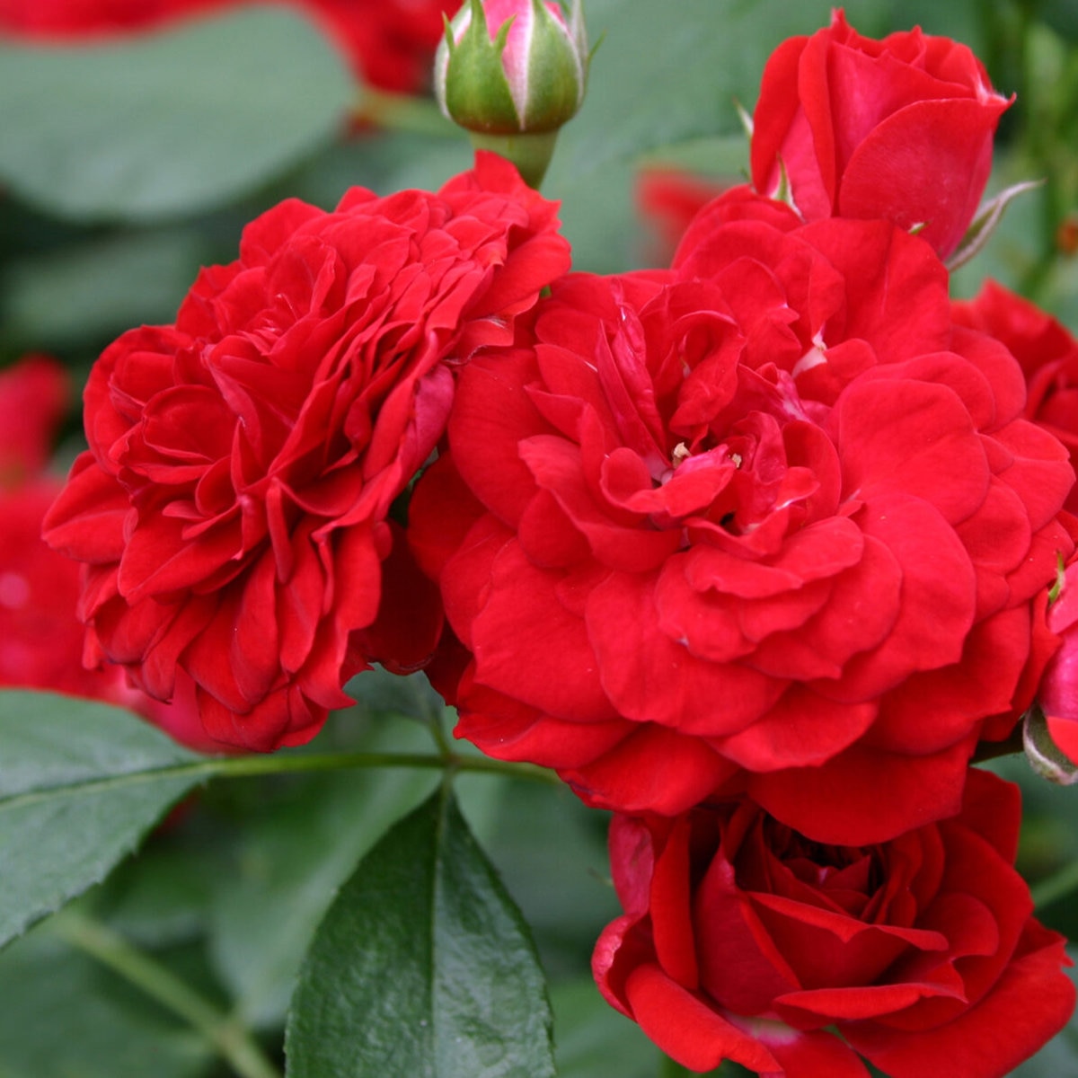 Rosa Floribunda 'Veranda Roxanne' Rose | SiteOne