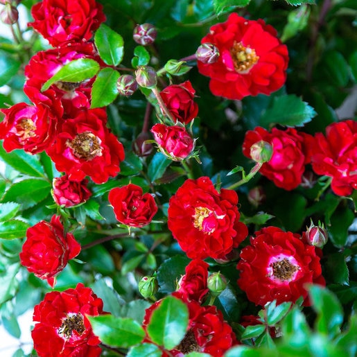 Rosa X Its a Breeze Red Groundcover Rose SiteOne