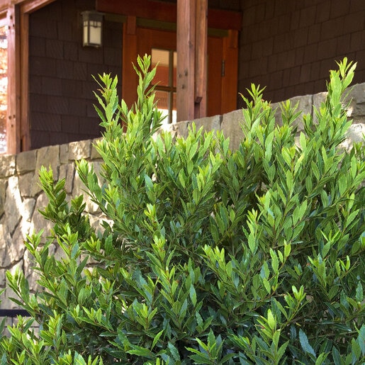 Laurus Nobilis Little Ragu Sweet Bay Laurel SiteOne