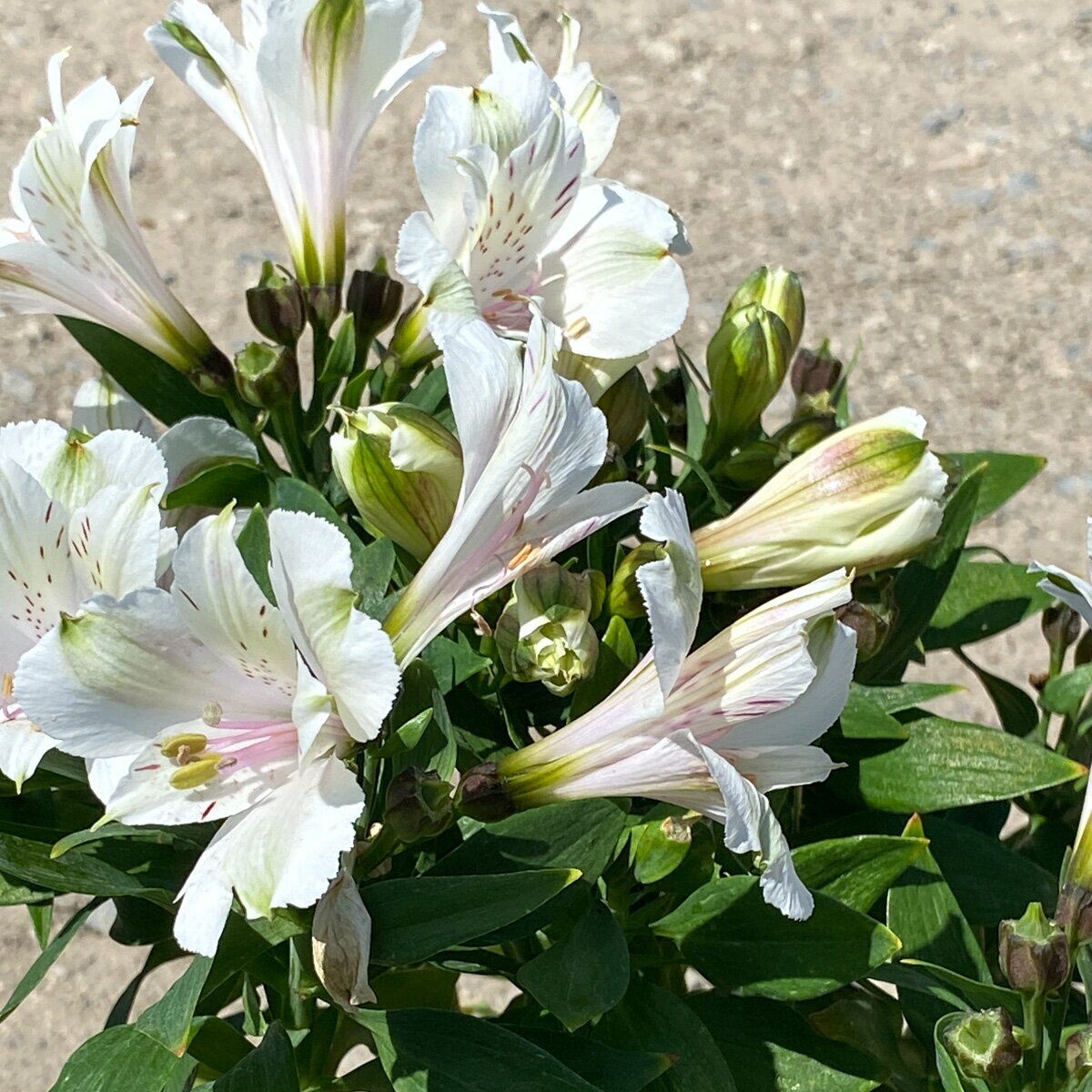 Alstroemeria X Inca Concordia Peruvian Lily | SiteOne