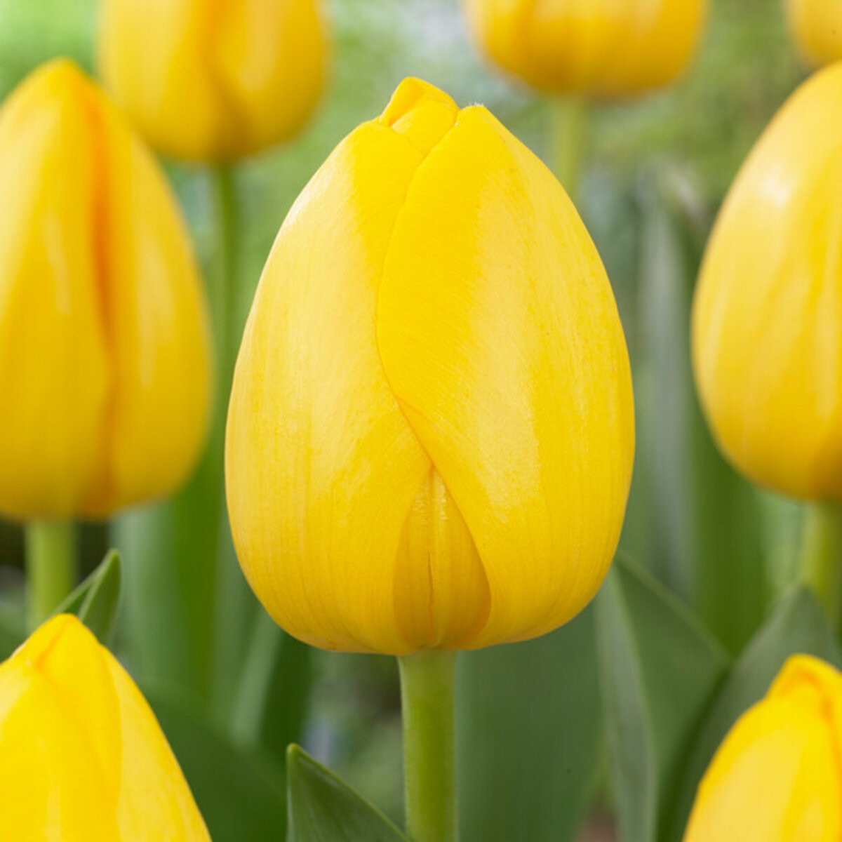 Tulipa Bulb Darwin Hybrid Novi Sun Tulip | SiteOne