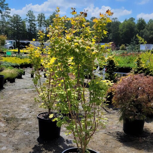 Acer Circinatum Pacific Fire