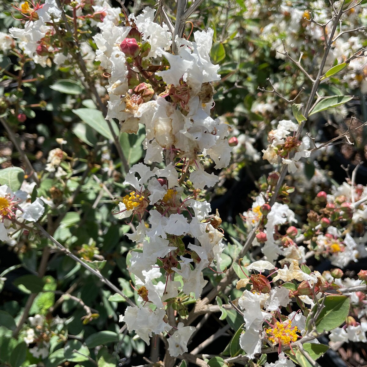 Lagerstroemia X GreatMyrtle French Vanilla Crape Myrtle SiteOne