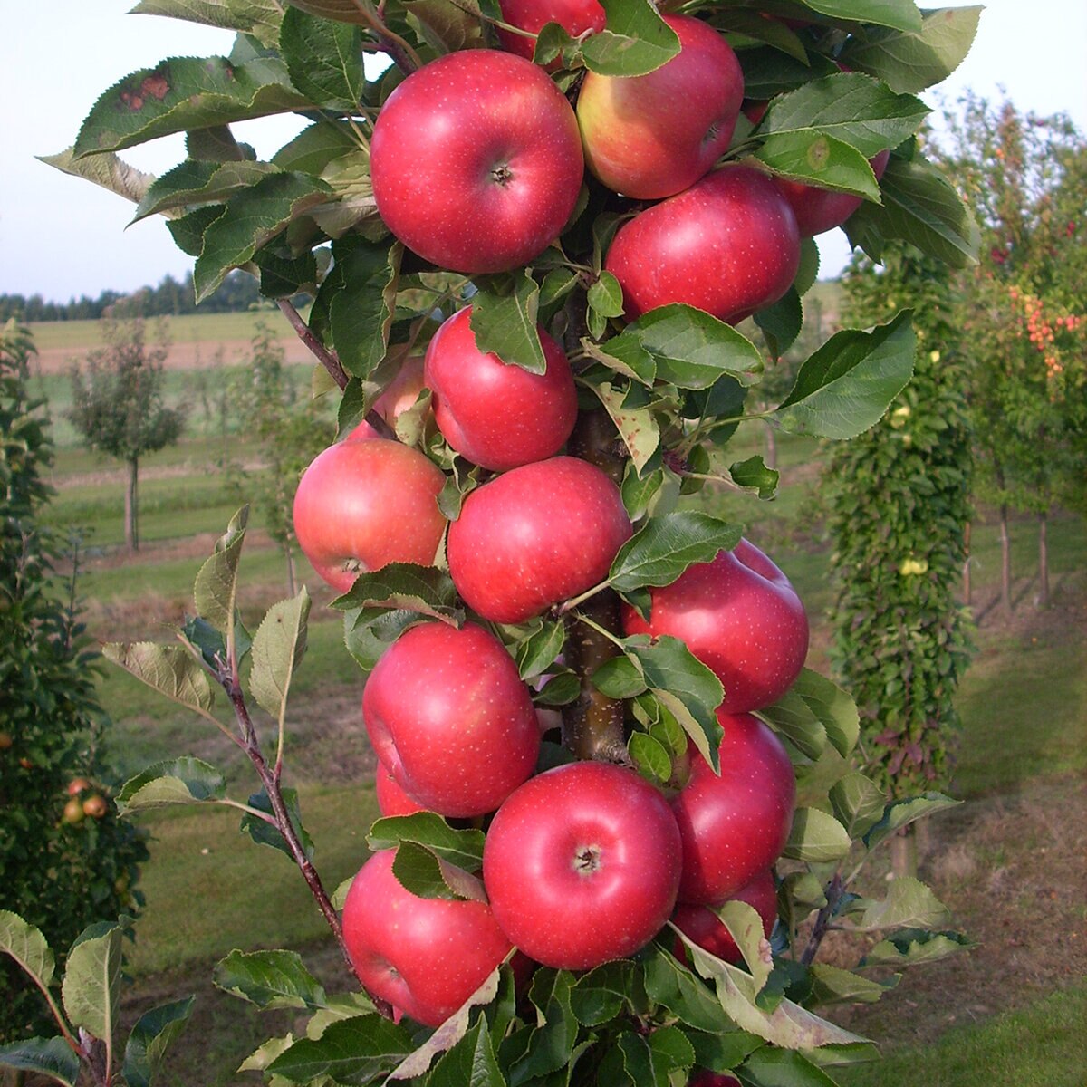 Malus X Domestica Fruit Snacks Tasty Red Columnar Apple | SiteOne