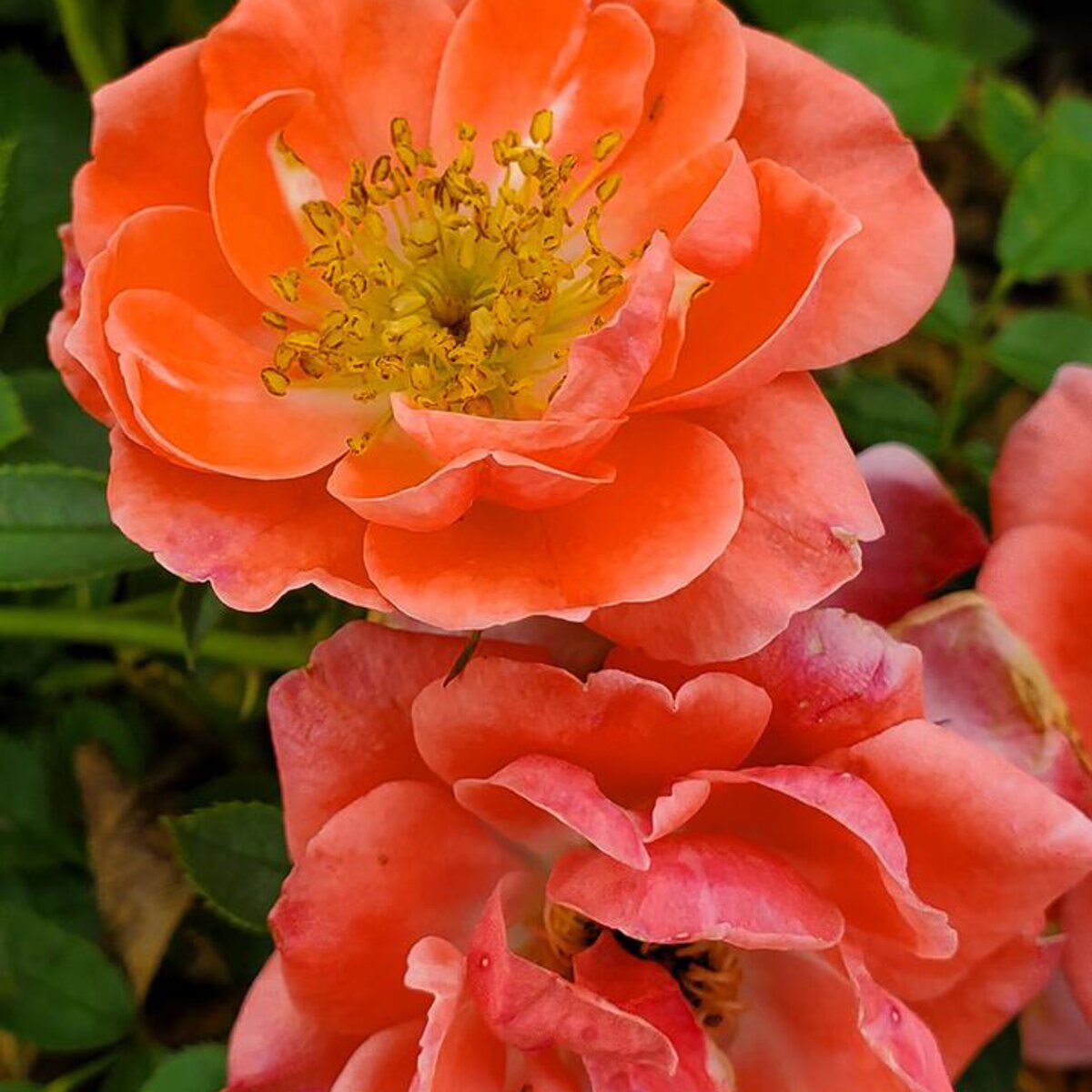 Rosa X Oso Easy ChewperAdvendture Mango Salsa Rose | SiteOne