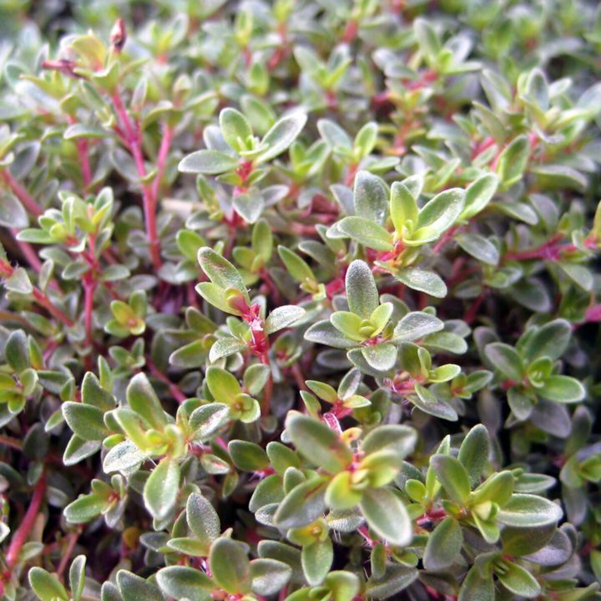 Thymus Praecox Purple Carpet Creeping Thyme | SiteOne