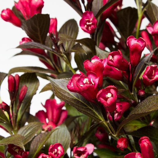 Weigela X Date Night Electric Love Weigela SiteOne
