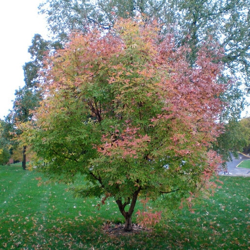 Acer Triflorum Three Flowered Maple | SiteOne